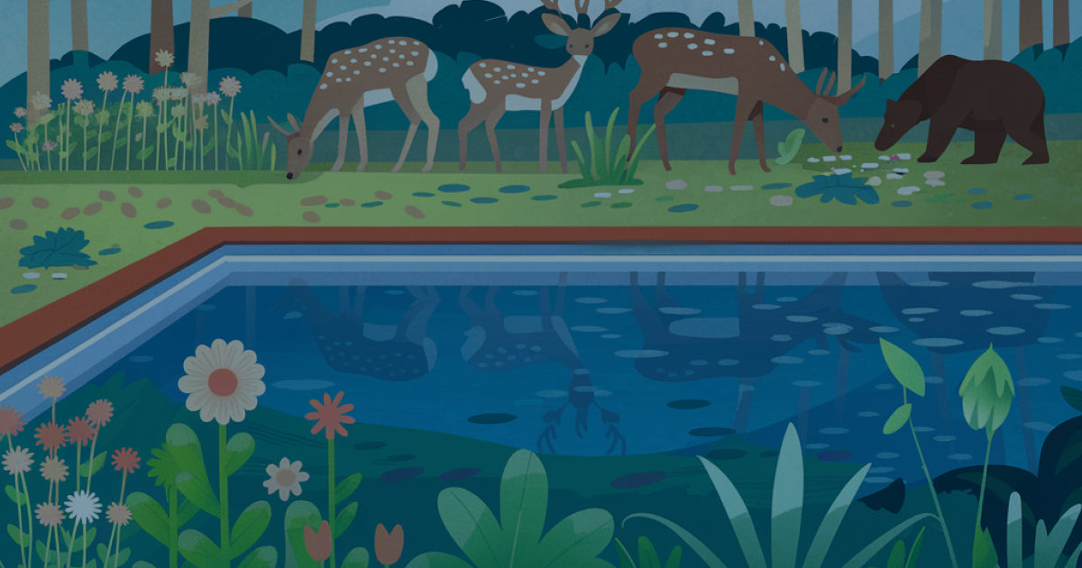 A pool surrounded by nature